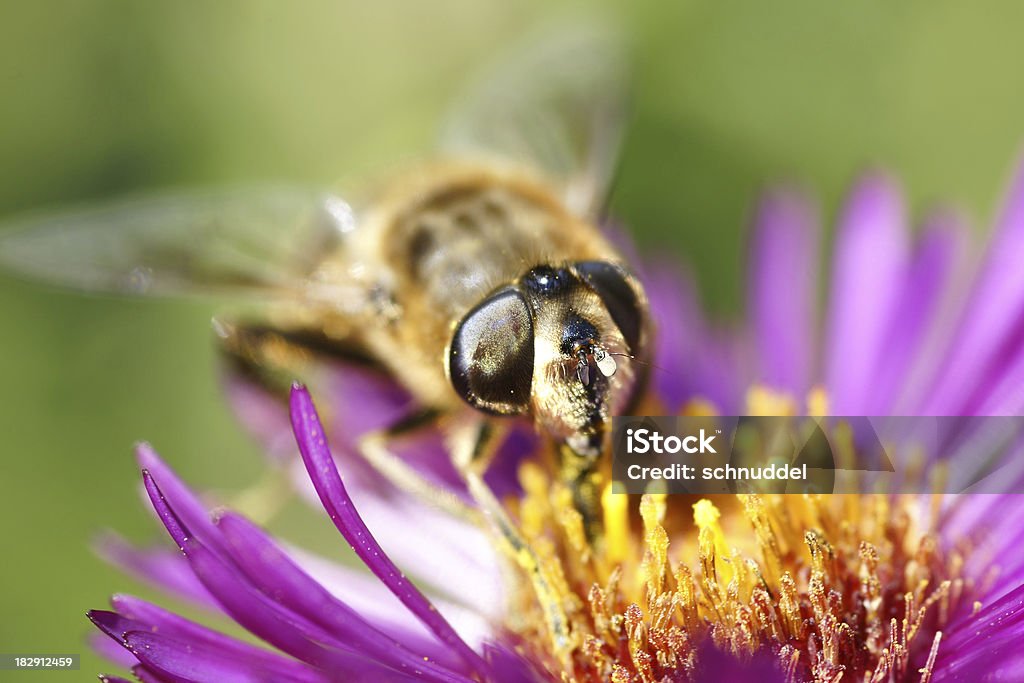 Dung bee on michaelmas daisy Dung bee on michaelmas daisy.Please see more similar pictures of my Portfolio.Thank you! Animal Stock Photo