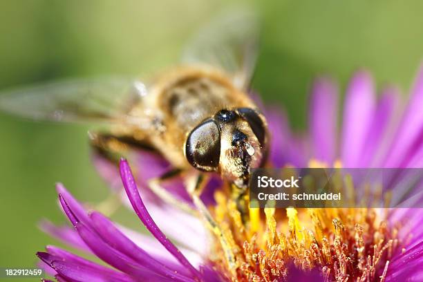 Dung Bee On Michaelmas Daisy Stock Photo - Download Image Now - Animal, Animal Body Part, Animal Eye