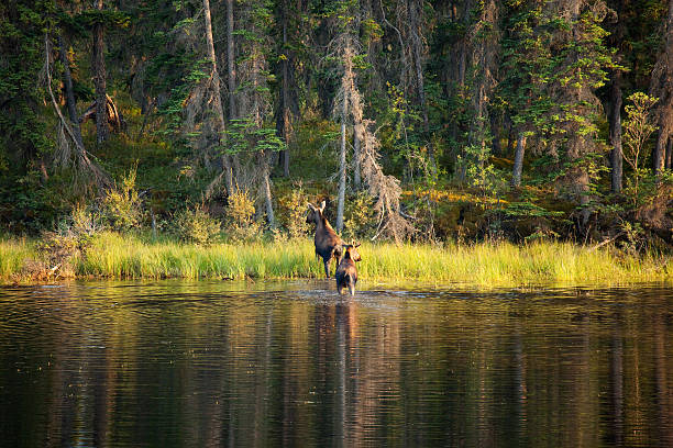 Pair of moose crossing small lake,Alaska,USA "Pair of moose crossing small lake,Alaska" alces alces gigas stock pictures, royalty-free photos & images