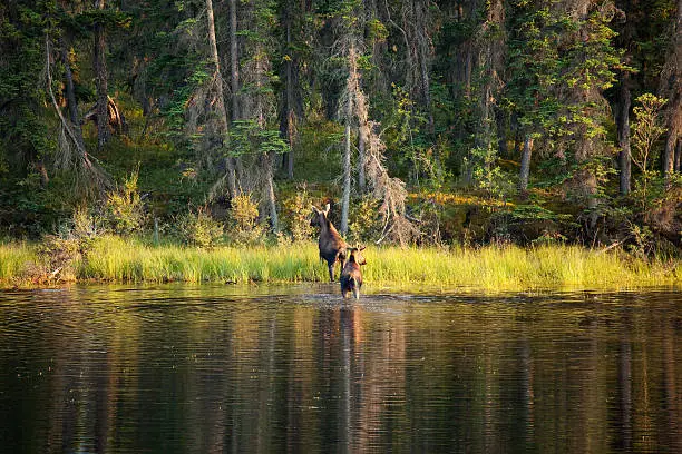 "Pair of moose crossing small lake,Alaska"