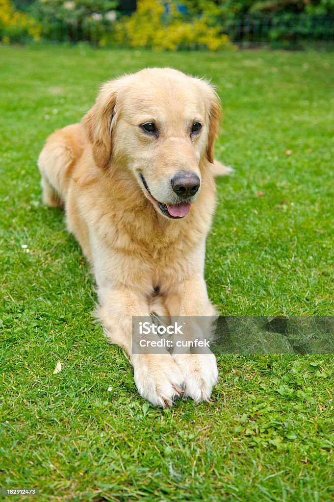 Golden smile Golden retriever sitting in the grass Agricultural Field Stock Photo