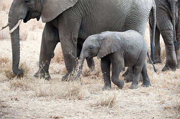 istock Baby elephant and her mother 182912543