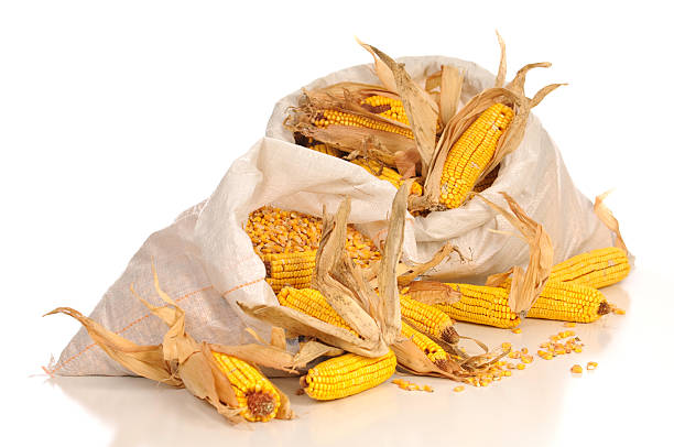 두 sacks of 옥수수 인명별 - corn on the cob corn dry dried food 뉴스 사진 이미지
