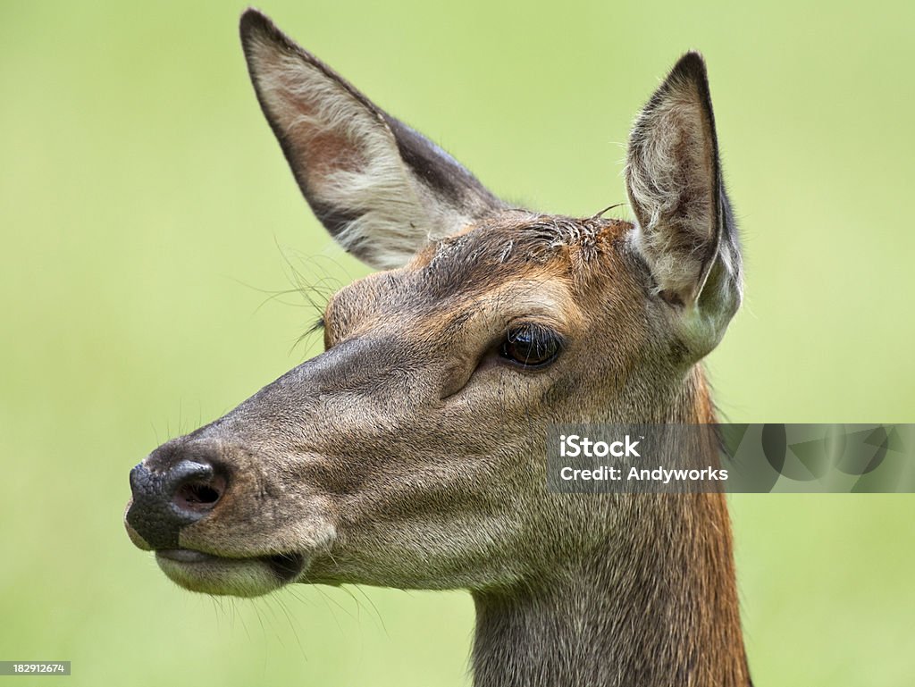 Weibliche Red Deer - Lizenzfrei Porträt Stock-Foto