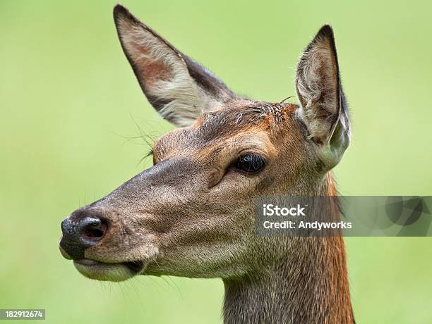 Weibliche Red Deer Stockfoto und mehr Bilder von Porträt - Porträt, Ricke, Einzelnes Tier