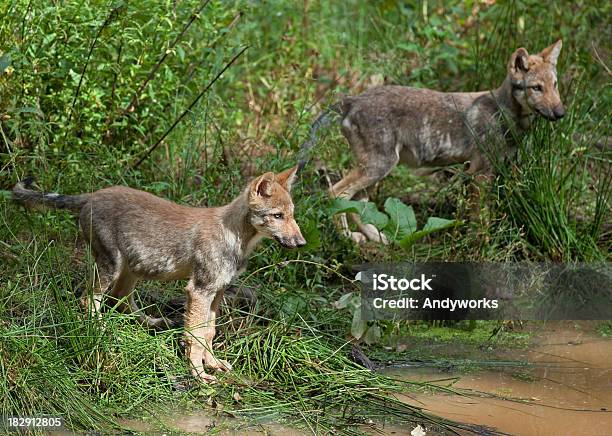 Zwei Gray Wolf Hunde Stockfoto und mehr Bilder von Europäischer Wolf - Europäischer Wolf, Fotografie, Horizontal