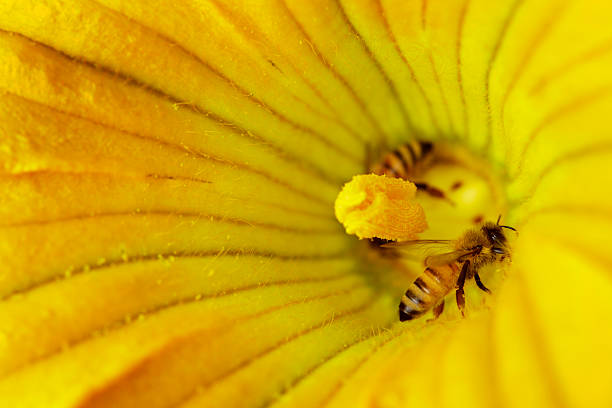 kwiecie - bee honey bee single flower honey zdjęcia i obrazy z banku zdjęć