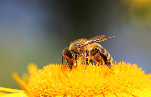 istock Honeybee on yellow flower 182913039