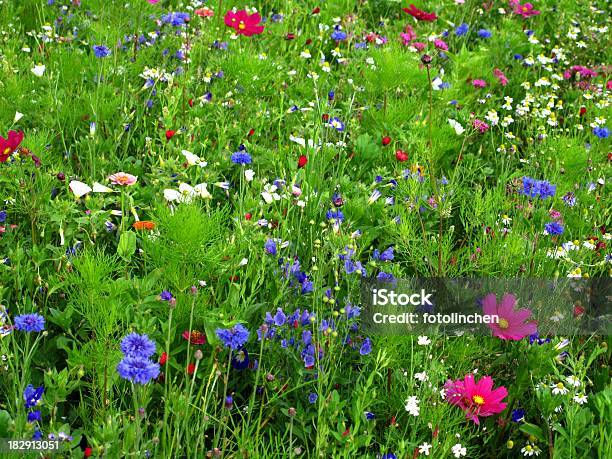 Wildflowers Stock Photo - Download Image Now - Agricultural Field, Allergy, Alternative Medicine