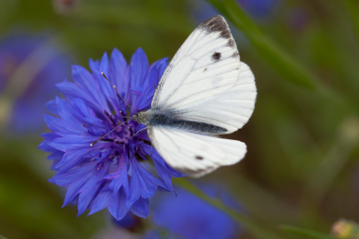 A Large White (Pieris Brassicae) butterfly alighted on a Cornflower.