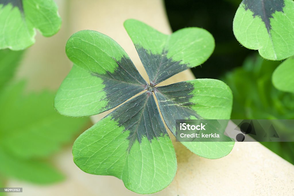Four leaf Kleeblatt - Lizenzfrei Blume Stock-Foto