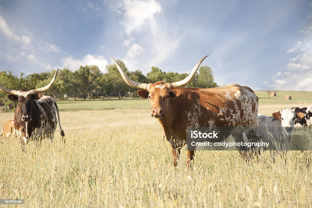 Texas Longhorns veau et Vache dans le champ - Photo de Texas libre de droits