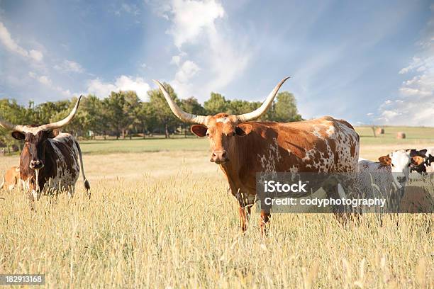 Photo libre de droit de Texas Longhorns Veau Et Vache Dans Le Champ banque d'images et plus d'images libres de droit de Texas - Texas, Vache du Texas, Agriculture