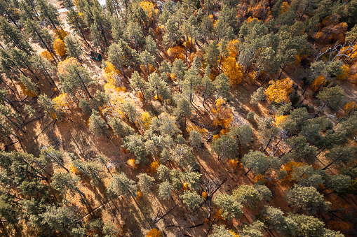 From a bird's-eye perspective, this captivating aerial view unveils the beauty of Cuyamaca Rancho State Park, San Diego County, California. The lush landscape showcases a sea of evergreen and autumnal trees, with a single green house artfully tucked away, adding a touch of charm to the scenic expanse