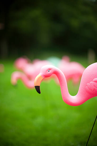 fenicottero - plastic flamingo foto e immagini stock