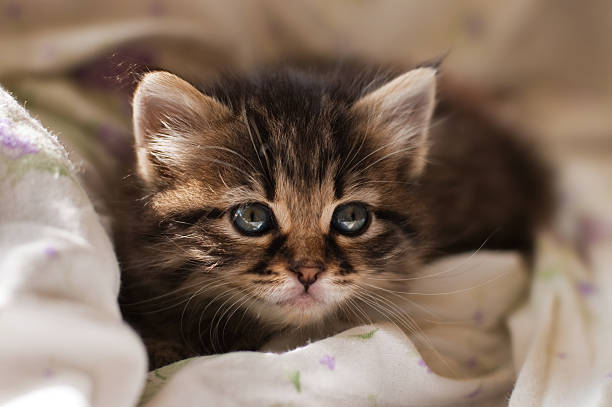 Curious kitty stock photo