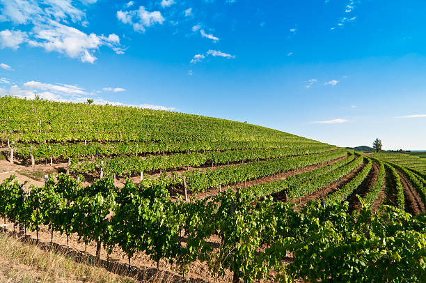 istock Nice vineyard landscape in north of Italy 182913367