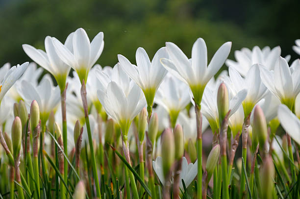 の花 - lily nature flower macro ストックフォトと画像