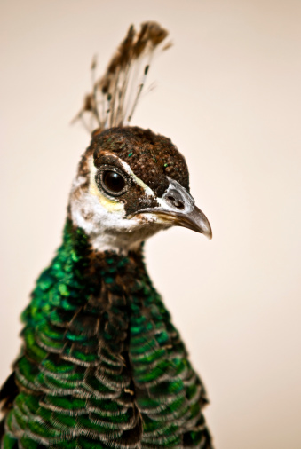 Peacock close-up
