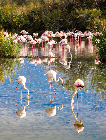 Group of greater Flamingos in the water in the nature habitat of Camargue, France. Wildlife scene from nature.