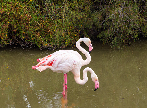 A couple of greater Flamingos in the water in the nature habitat of Camargue, France. Wildlife scene from nature.