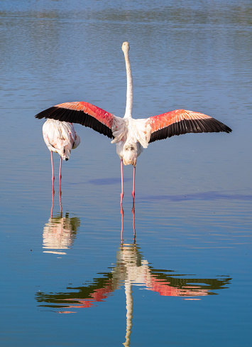 Greater Flamingos in the water in the nature habitat of Camargue, France. Wildlife scene from nature.