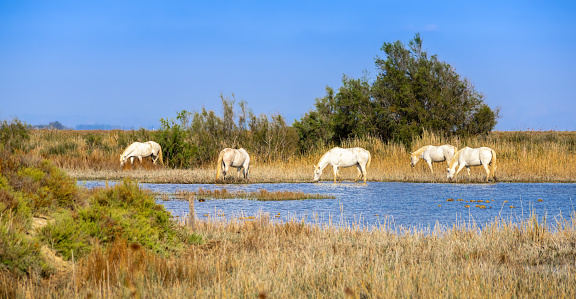 Panoramic photo of white horses grazing in the natural habitat of Camargue, France
