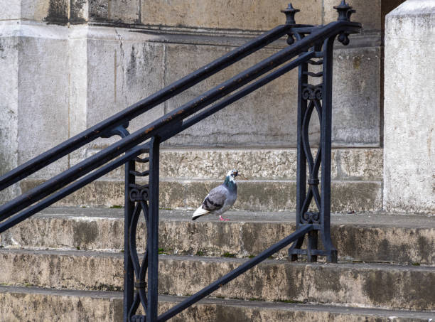 istock Pigeon in the frame of a fence 1829136737