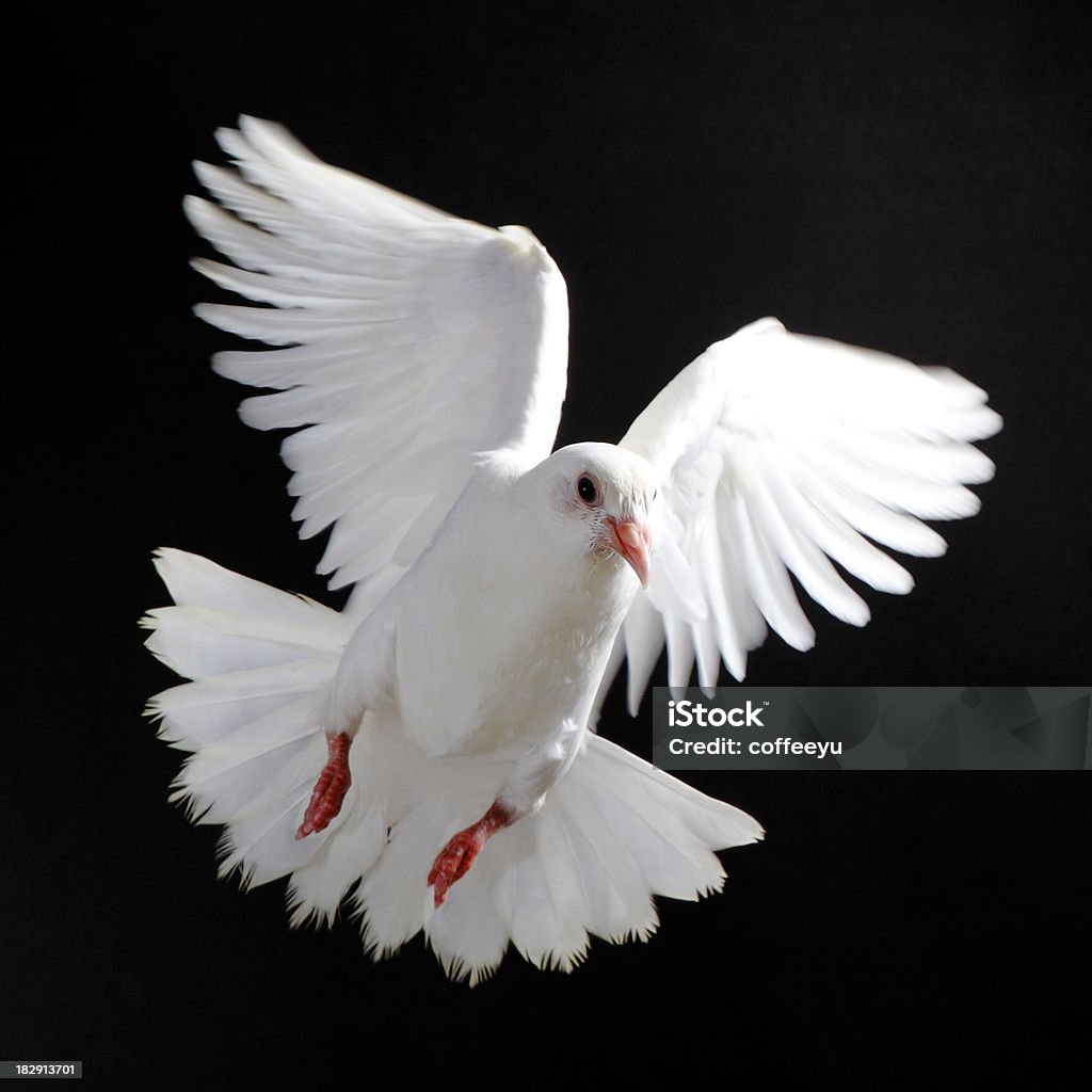 Paloma blanca volando libre aislada en un negro - Foto de stock de Paloma bravía libre de derechos