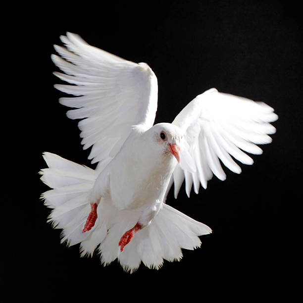 istock Free flying white dove isolated on a black 182913701