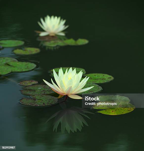 Yellow Water Lily Stockfoto und mehr Bilder von Auf dem Wasser treiben - Auf dem Wasser treiben, Bildschärfe, Blatt - Pflanzenbestandteile