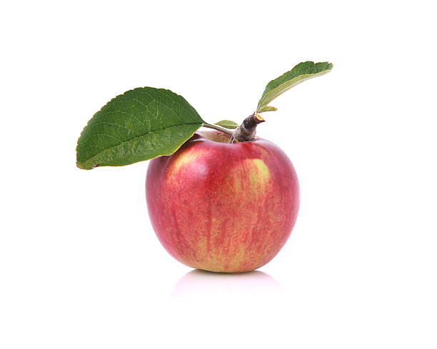 pomme avec deux feuilles et vert rameau - spartan apple photos et images de collection