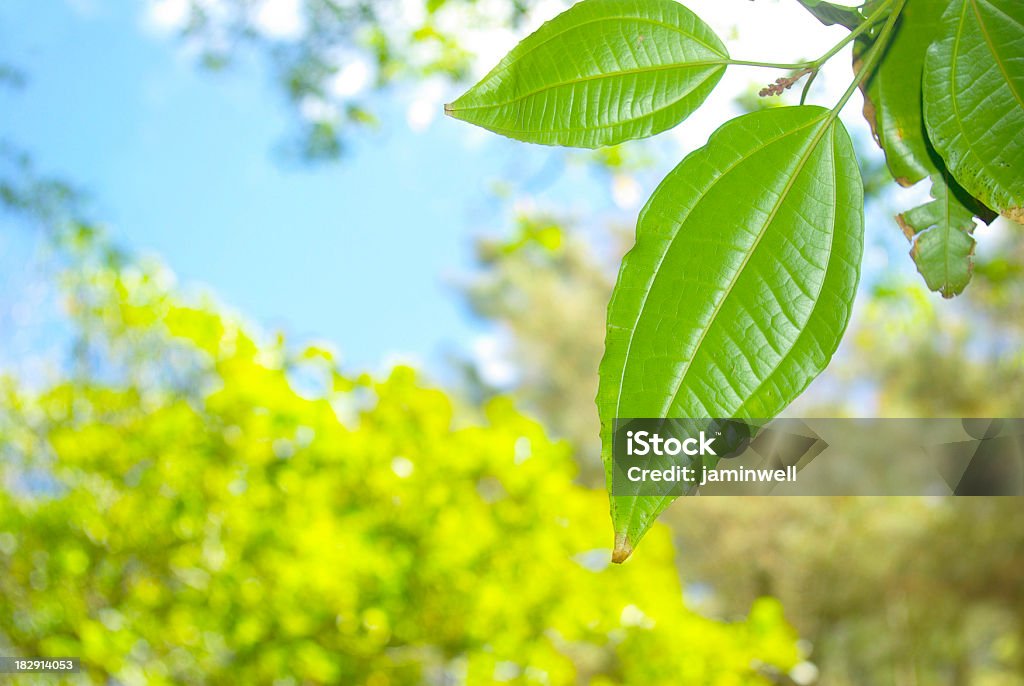 Grünen Blatt und Grün Natur abstrakt Hintergrund - Lizenzfrei Abstrakt Stock-Foto