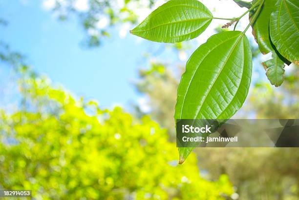 Grünen Blatt Und Grün Natur Abstrakt Hintergrund Stockfoto und mehr Bilder von Abstrakt - Abstrakt, Australisches Buschland, Bildhintergrund