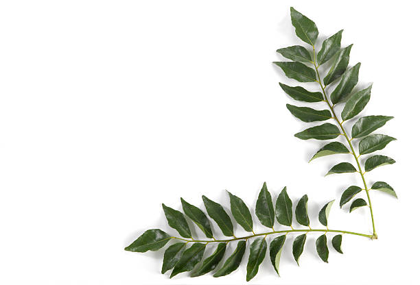 istock Twig full of curry leaves 182914083