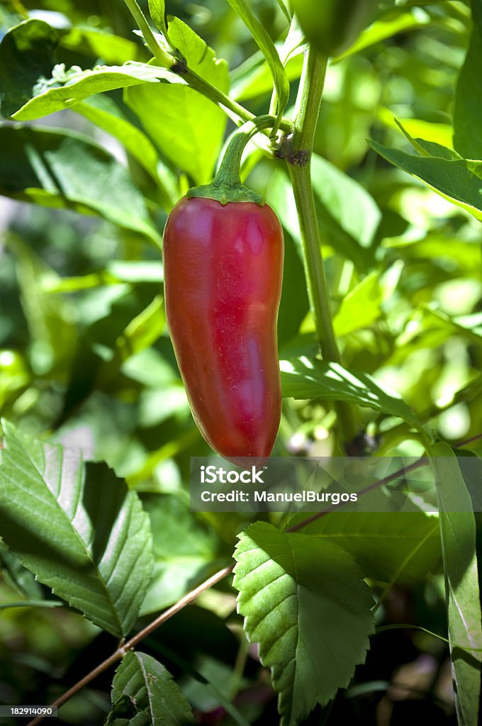 Rojo guindilla en su planta - Foto de stock de Agricultura libre de derechos