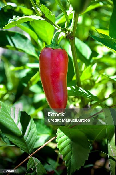 Rojo Guindilla En Su Planta Foto de stock y más banco de imágenes de Agricultura - Agricultura, Aire libre, Alimento