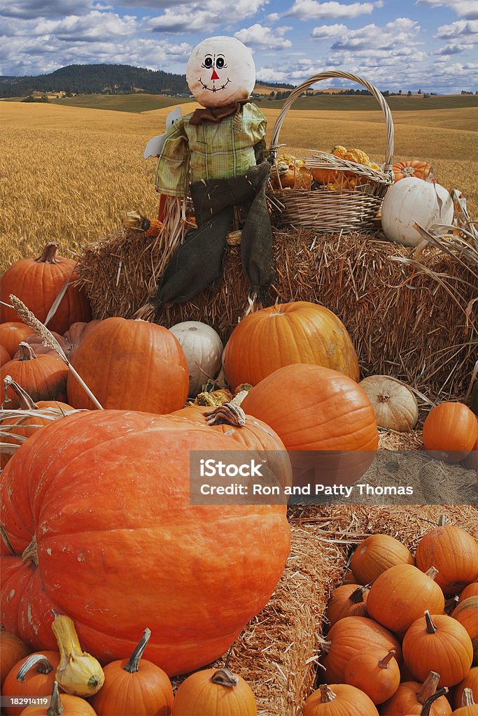 Scarecrow And Pumpkins At Harvest Abundance Stock Photo
