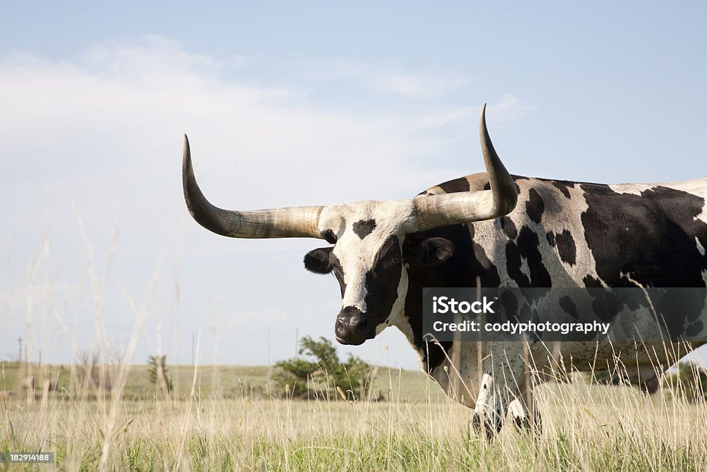 Longhorn im Feld - Lizenzfrei Longhorn-Rind Stock-Foto