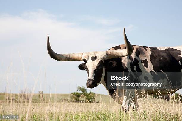 Texas Longhorn Steer Em Campo - Fotografias de stock e mais imagens de Gado Texas Longhorn Steer - Gado Texas Longhorn Steer, Agricultura, Animal