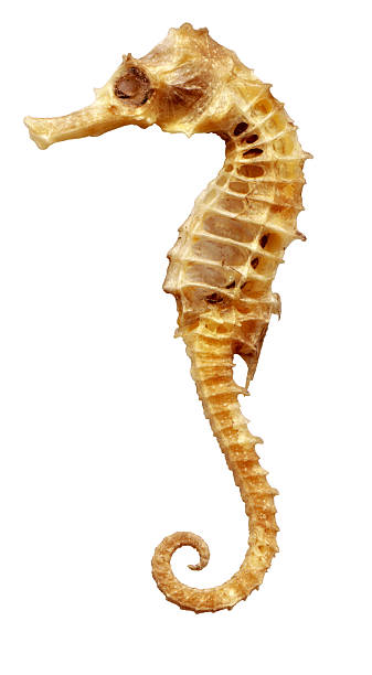 sea-horse isolated on white background Dried sea-horse (Sea Dragon) isolated on white background. Seen protruding ribs of the skeleton. The tail is bent into a spiral. Sandy-yellow color. seadragons photos stock pictures, royalty-free photos & images