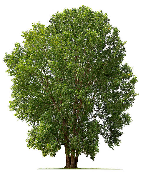 Cottonwood Tree A Cottonwood tree isolated on white.To see more isolated trees click on the link below: cottonwood tree stock pictures, royalty-free photos & images