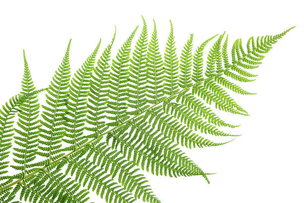istock lady fern (athyrium filix-femina) isolated on white 182914980