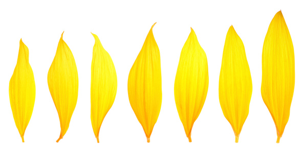 Seven different sunflower petals.see similar files: