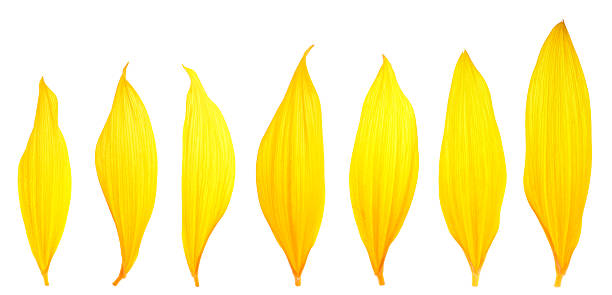 Sunflower Petals stock photo