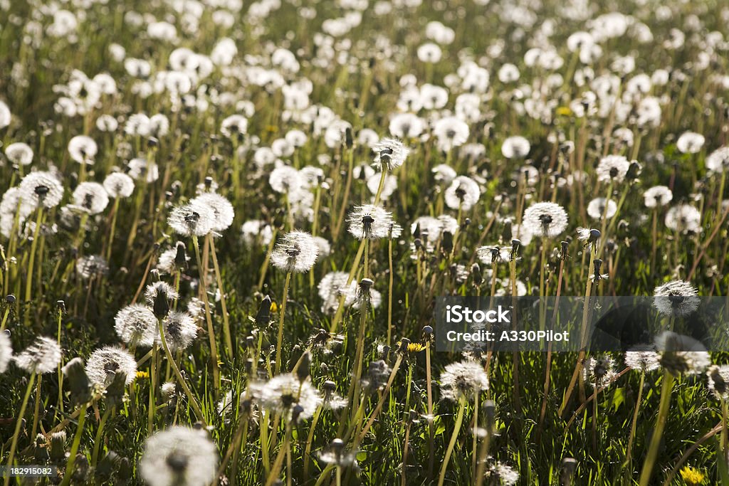 Am Rand der Morgensonne - Lizenzfrei Baumblüte Stock-Foto