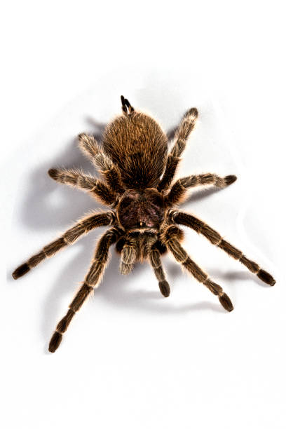 istock A huge scary rose hair tarantula 182915138
