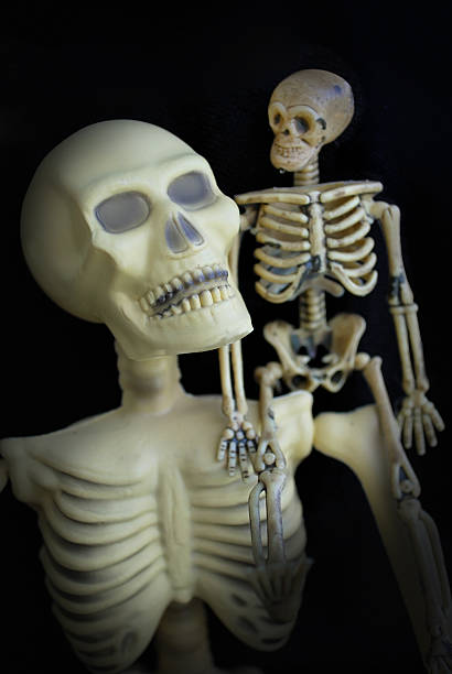 istock Two Spooky Halloween Skeletons Looking at Each Other 182915183