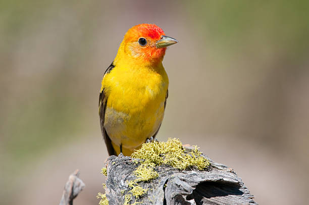 Western Tanager Western Tanager piranga ludoviciana stock pictures, royalty-free photos & images