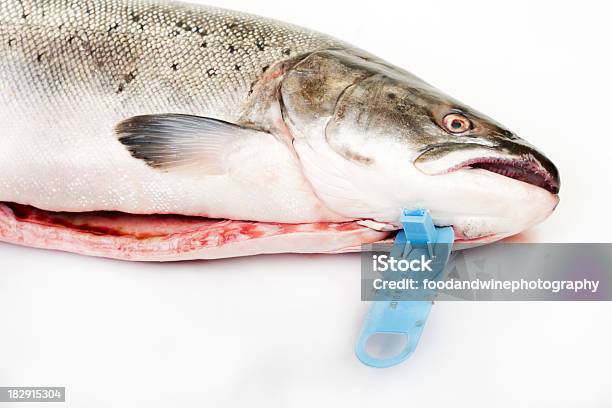 Tagged Wild Sea Trout Stock Photo - Download Image Now - Animals In The Wild, Environmental Conservation, Fish